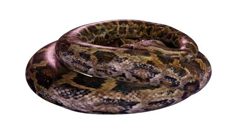 3D Rendering Burmese Python on White Stock Illustration