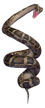 3D Rendering Burmese Python on White Stock Illustration