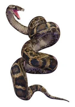 3D Rendering Burmese Python on White Stock Illustration