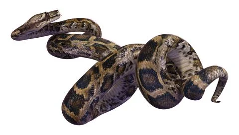 3D Rendering Burmese Python on White Stock Illustration