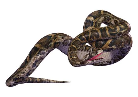 3D Rendering Burmese Python on White Stock Illustration