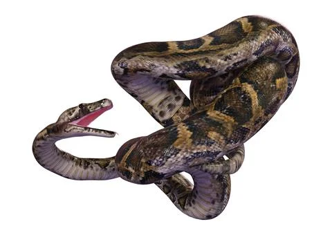 3D Rendering Burmese Python on White Stock Illustration