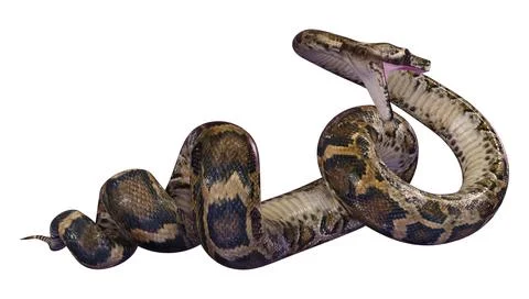 3D Rendering Burmese Python on White Stock Illustration