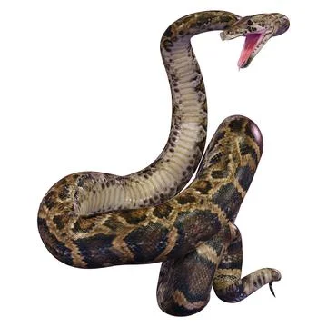 3D Rendering Burmese Python on White Stock Illustration