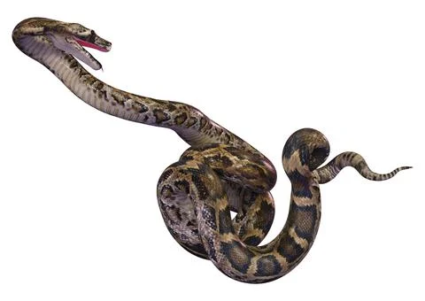 3D Rendering Burmese Python on White Stock Illustration