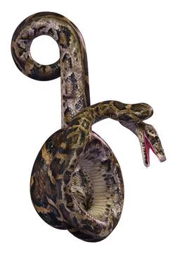 3D Rendering Burmese Python on White Stock Illustration