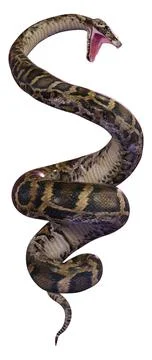 3D Rendering Burmese Python on White Stock Illustration