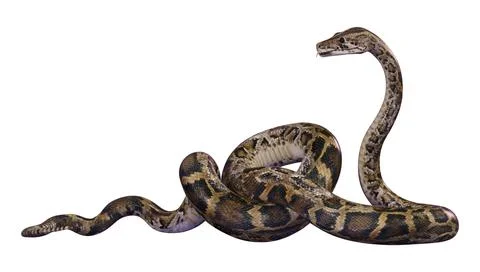 3D Rendering Burmese Python on White Stock Illustration