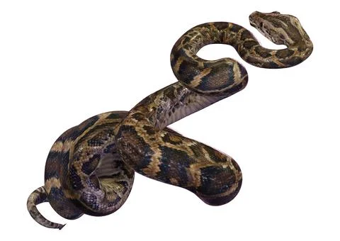 3D Rendering Burmese Python on White Stock Illustration