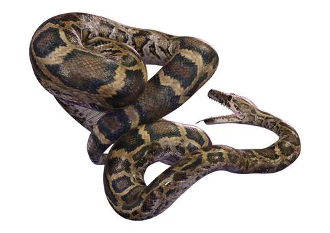 3D Rendering Burmese Python on White Stock Illustration
