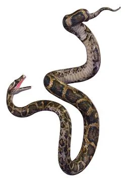 3D Rendering Burmese Python on White Stock Illustration