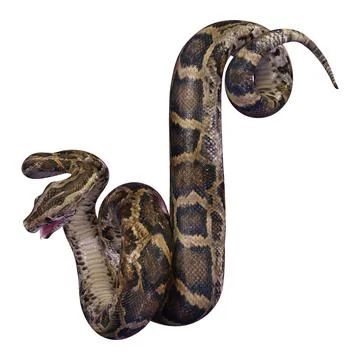 3D Rendering Burmese Python on White Stock Illustration