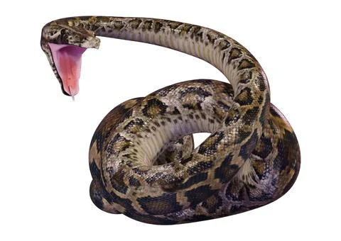 3D Rendering Burmese Python on White Stock Illustration