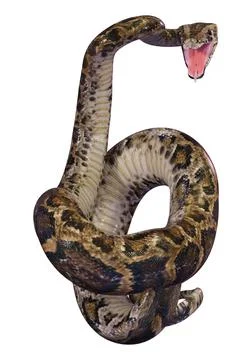 3D Rendering Burmese Python on White Stock Illustration