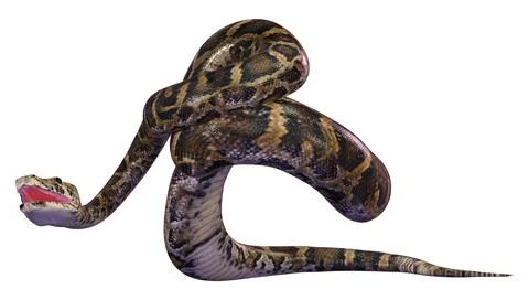3D Rendering Burmese Python on White Stock Illustration