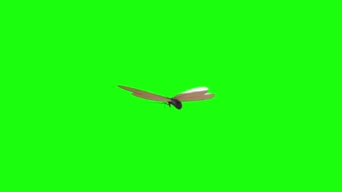 3D rendering of a butterfly flying over a bright green backdrop Stock Footage 287985931
