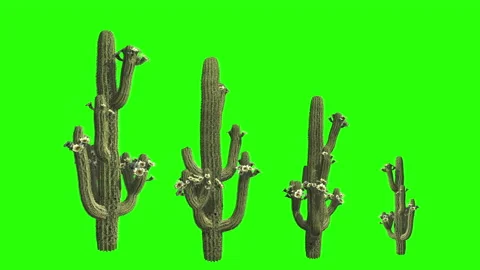 3d rendering cactus plant with flowers on a chroma key background Stock Footage 132646845