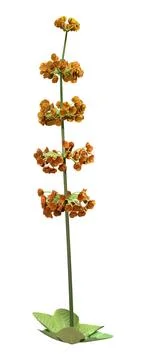 3D Rendering Candelabra Primula on White Stock Illustration