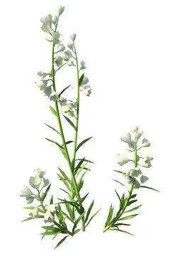 3D Rendering Canterbury Bells on White Stock Illustration