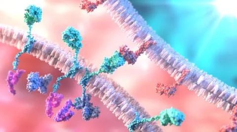 3D Rendering of CAR Chimeric Antigen Receptor Between T-cell and Cancer Cell Stock Illustration