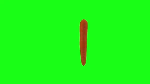3D rendering of a carrot with vibrant green background Stock Footage 297584340