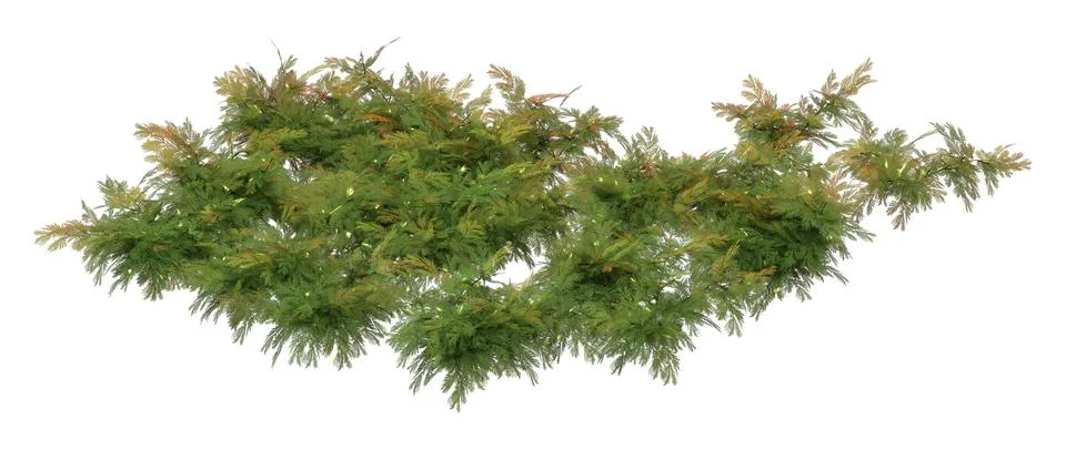 3D Rendering Chamomile Plants on White Stock Illustration