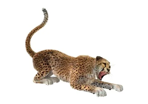 3D Rendering Cheetah on White Stock Illustration
