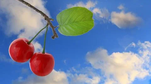 3d rendering of Cherries with leaves and stalks Stock Photos