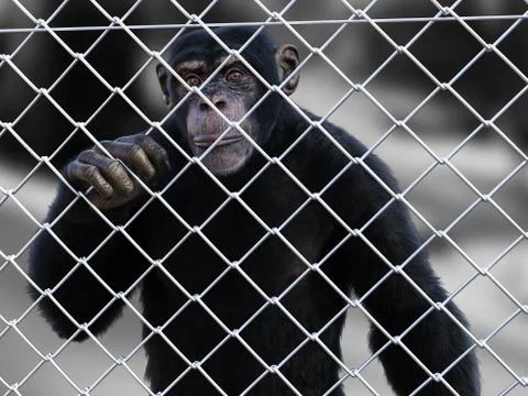 3D rendering of a chimpanzee trapped behind a fence. Stock Illustration