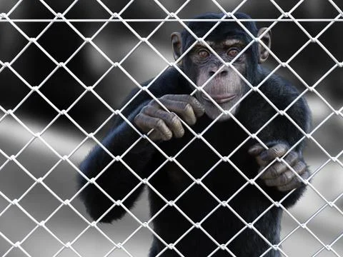 3D rendering of a chimpanzee trapped behind a fence. Illustrazione stock