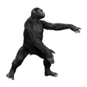 3D Rendering Chimpanzee on White Stock Illustration