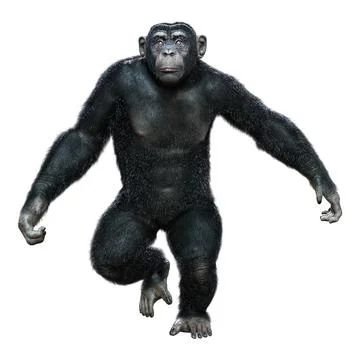 3D Rendering Chimpanzee on White Stock Illustration