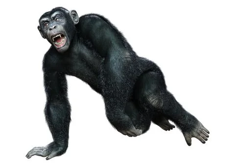 3D Rendering Chimpanzee on White Stock Illustration