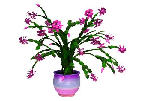 3D Rendering Christmas Cactus or Schlumbergera on White Stock Illustration