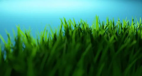 3D rendering closeup fresh grass on blue background . Selected focus for d... Stock Photos