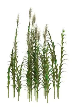 3D Rendering Clumping Bamboo Trees on White Stock Illustration