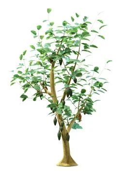 3D Rendering Cocao Tree on White Stock Illustration