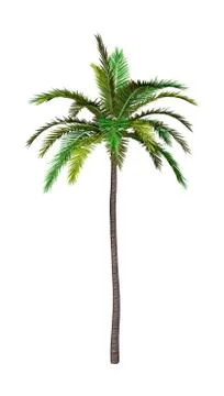 3D Rendering Coconut Tree on White Stock Illustration
