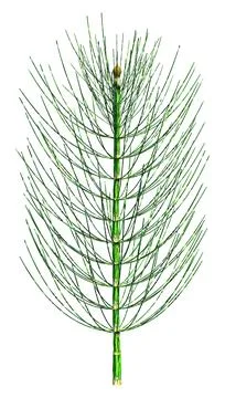 3D Rendering Common Horsetail Plant on White Stock Illustration