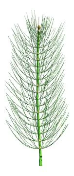 3D Rendering Common Horsetail Plant on White Stock Illustration