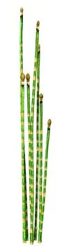 3D Rendering Common Horsetail Plants on White Stock Illustration