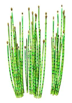 3D Rendering Common Horsetail Plants on White Stock Illustration