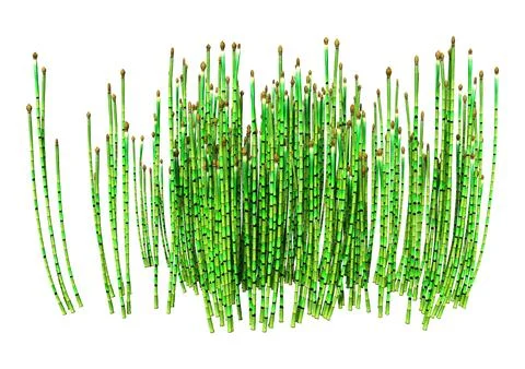 3D Rendering Common Horsetail Plants on White Stock Illustration