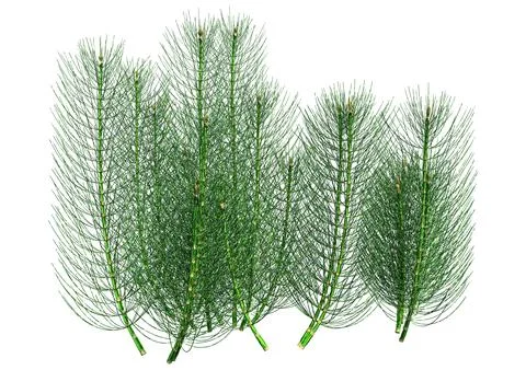 3D Rendering Common Horsetail Plants on White Stock Illustration