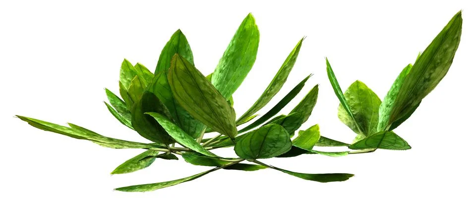 3D Rendering Common Plantain Plants on White Stock Illustration