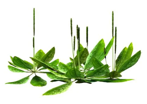 3D Rendering Common Plantain Plants on White Stock Illustration