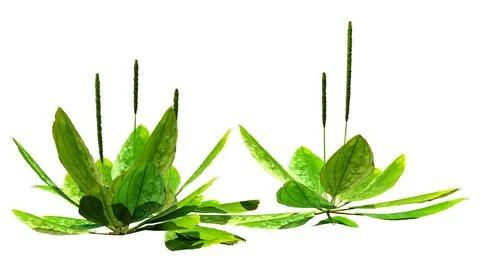 3D Rendering Common Plantain Plants on White Stock Illustration