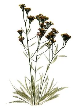 3D Rendering Common Yarrow on White Stock Illustration