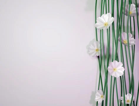 3D rendering of composition with white cosmos flowers and copy space. Stock Illustration