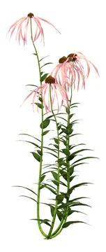 3D Rendering Cone Flowers on White Stock Illustration